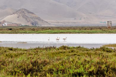 Área-de-Conservación-Regional-Humedales-de-Ventanilla