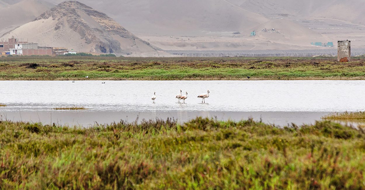 Área-de-Conservación-Regional-Humedales-de-Ventanilla