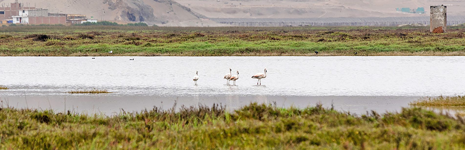 Área-de-Conservación-Regional-Humedales-de-Ventanilla